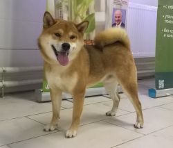 picture of dog