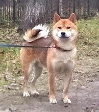 picture of dog