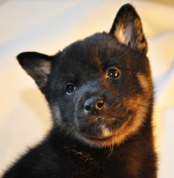 picture of dog