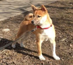 picture of dog