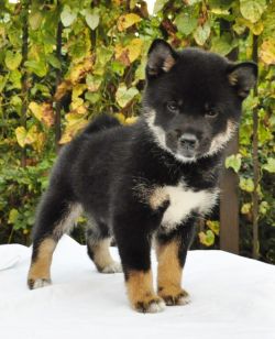picture of dog
