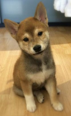 picture of dog