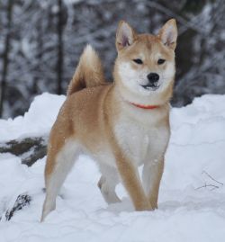 picture of dog