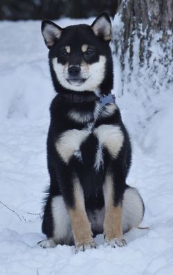 picture of dog