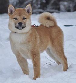 picture of dog