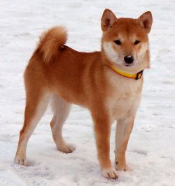 picture of dog