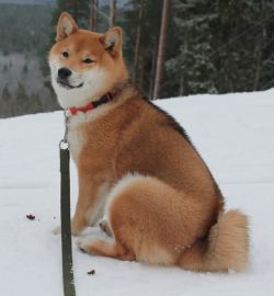 picture of dog