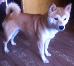 picture of dog