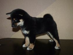 picture of dog
