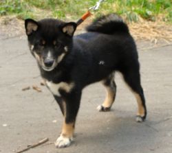 picture of dog