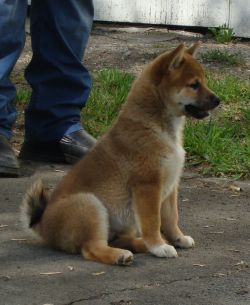 picture of dog