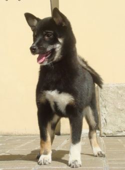 picture of dog