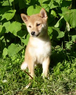 picture of dog
