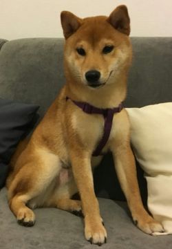 picture of dog