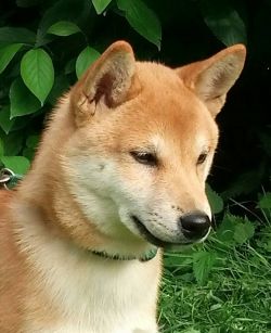 picture of dog