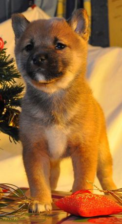 picture of dog
