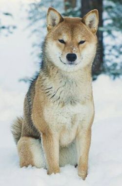 picture of dog