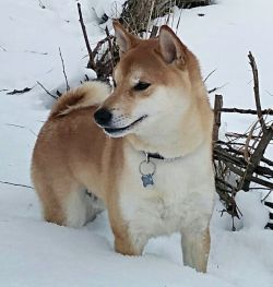 picture of dog
