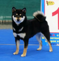 picture of dog