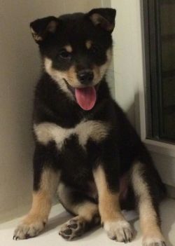 picture of dog