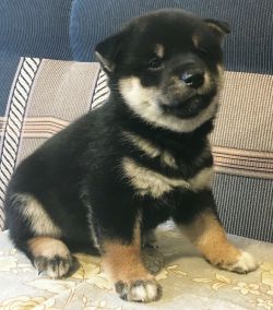 picture of dog