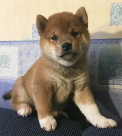 picture of dog