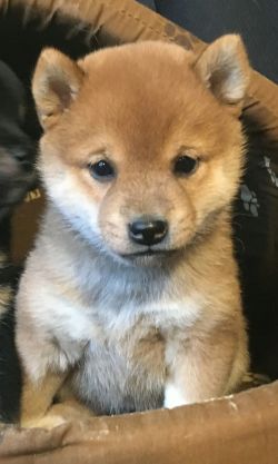 picture of dog
