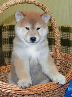 picture of dog