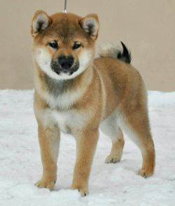 picture of dog