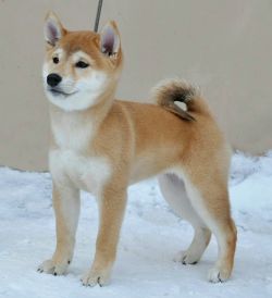 picture of dog