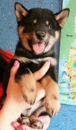 picture of dog