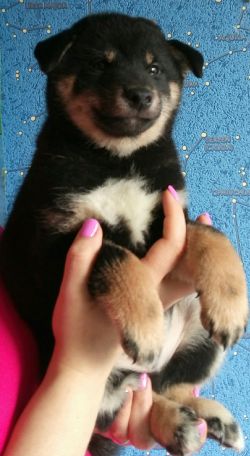 picture of dog