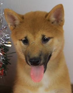 picture of dog