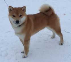 picture of dog