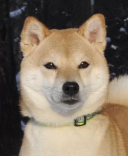 picture of dog