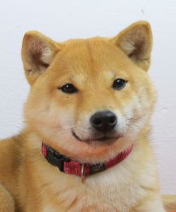 picture of dog