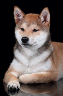 picture of dog