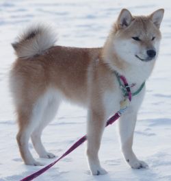 picture of dog