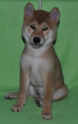 picture of dog