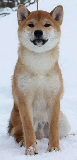 picture of dog