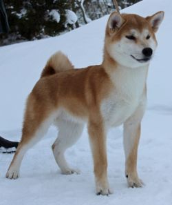 picture of dog