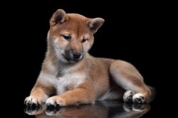 picture of dog