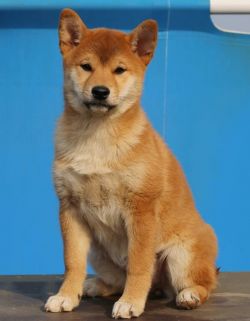 picture of dog
