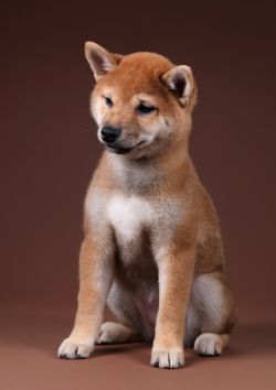 picture of dog