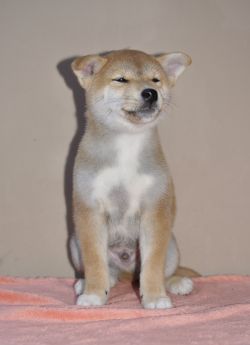 picture of dog