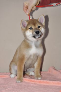 picture of dog