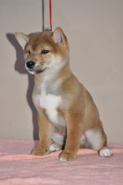 picture of dog