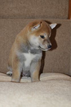 picture of dog