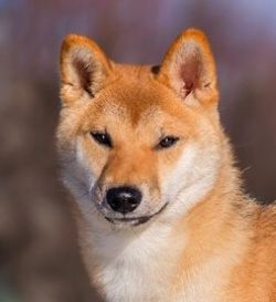 picture of dog