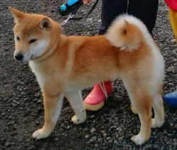 picture of dog